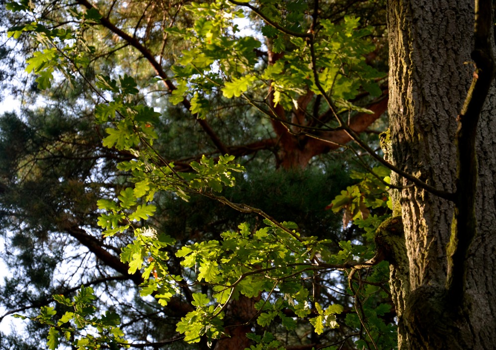DSC_0967